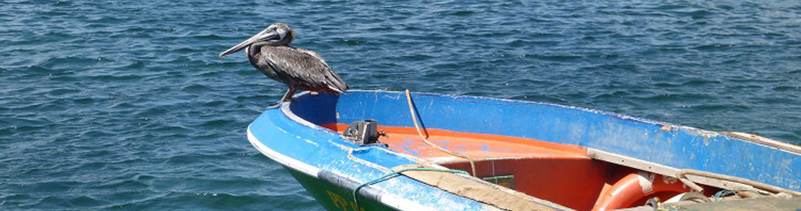 nature mer pelican